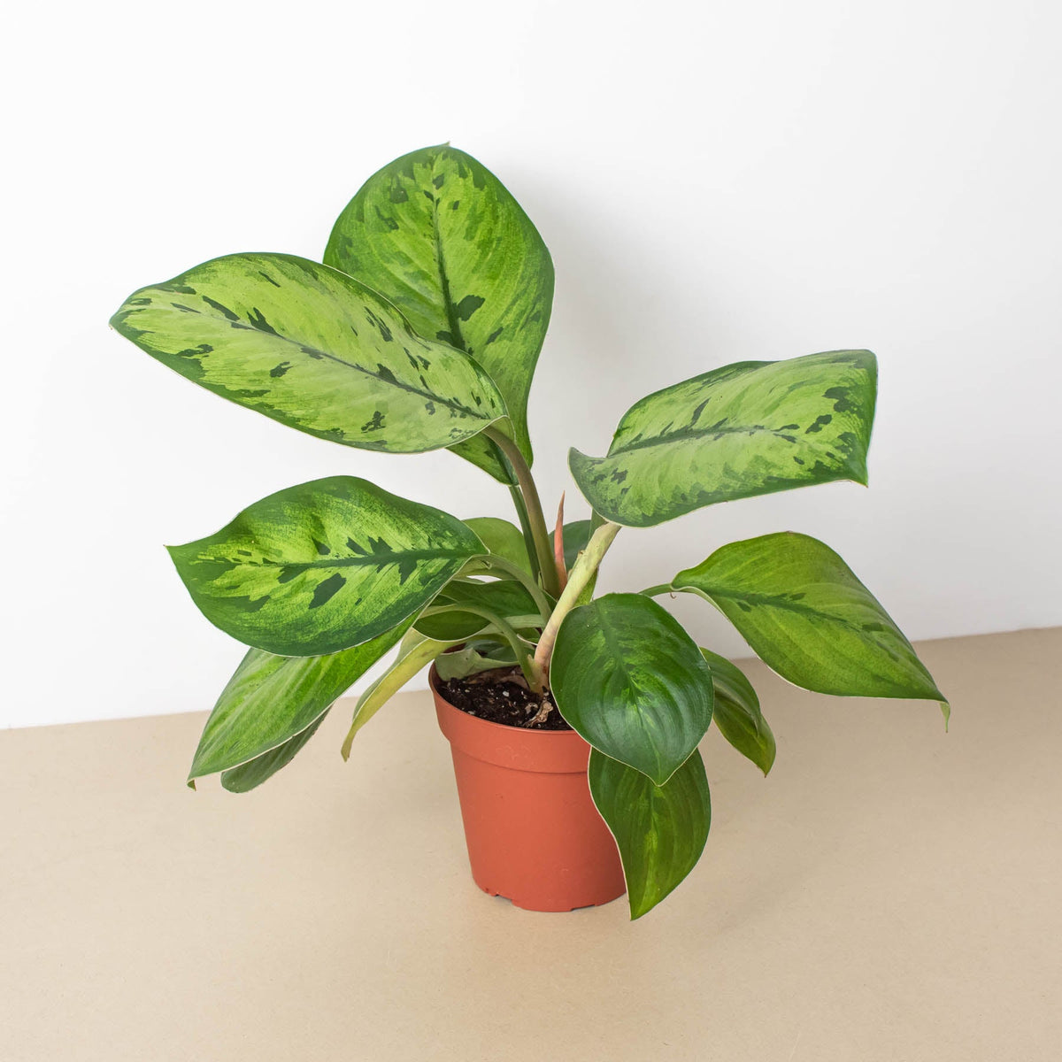 Homalomena Selby indoor plant with variegated green leaves in a terracotta pot on Tampa Home & Garden Store