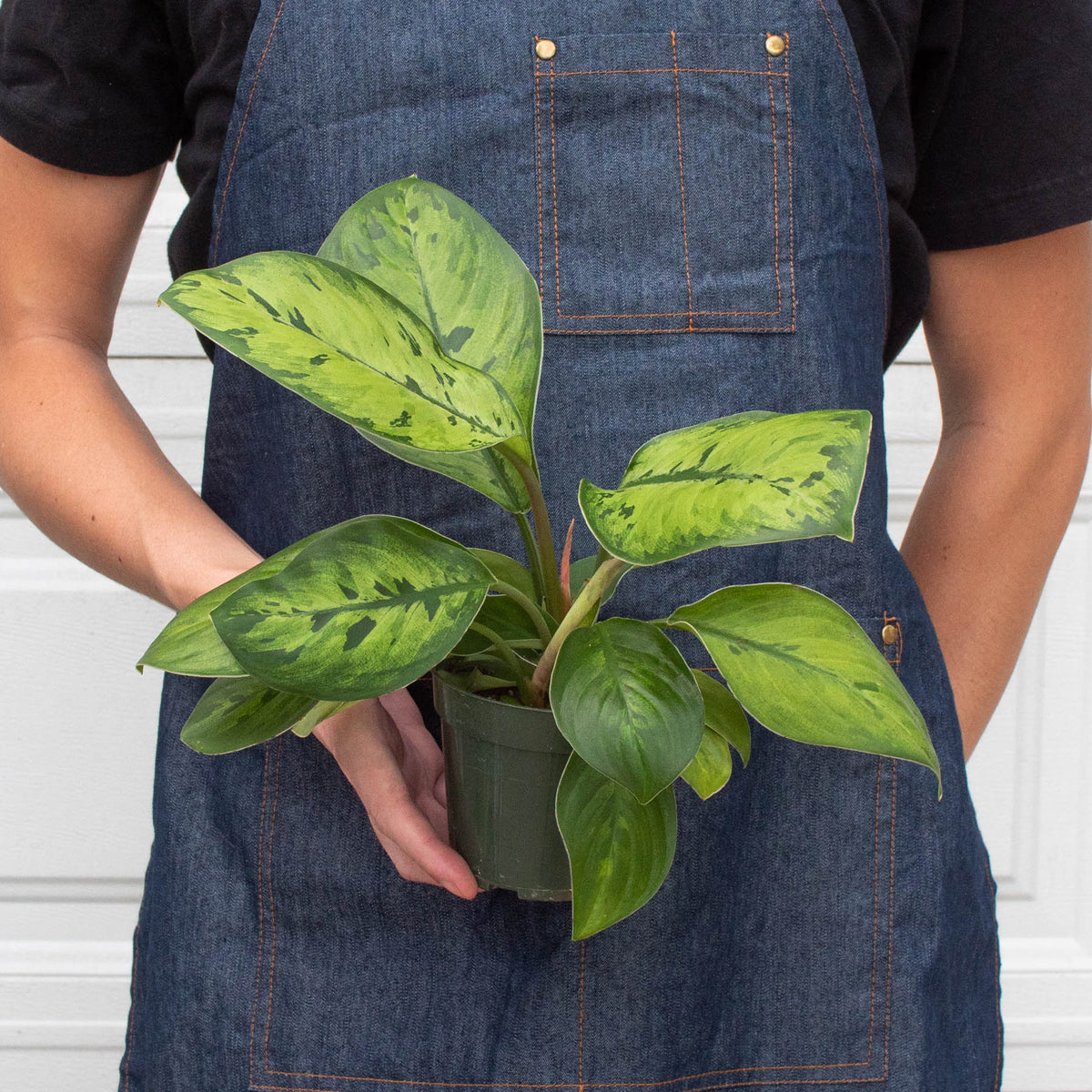 Homalomena Selby indoor plant with variegated lime-green leaves in a pot House Plant Shop on Tampa Home & Garden Store