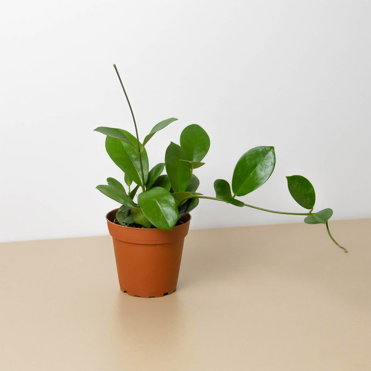 Hoya Australis indoor plant from House Plant Shop in a terracotta pot with glossy green leaves on Tampa Home & Garden Store