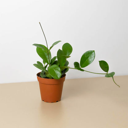 Hoya Australis indoor plant from House Plant Shop in a terracotta pot with glossy green leaves on Tampa Home & Garden Store