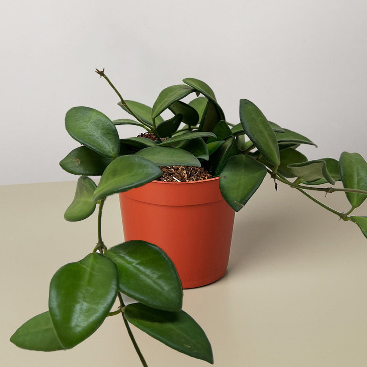 Hoya Burtoniae indoor potted plant with glossy leaves in orange pot House Plant Shop on Tampa Home & Garden Store