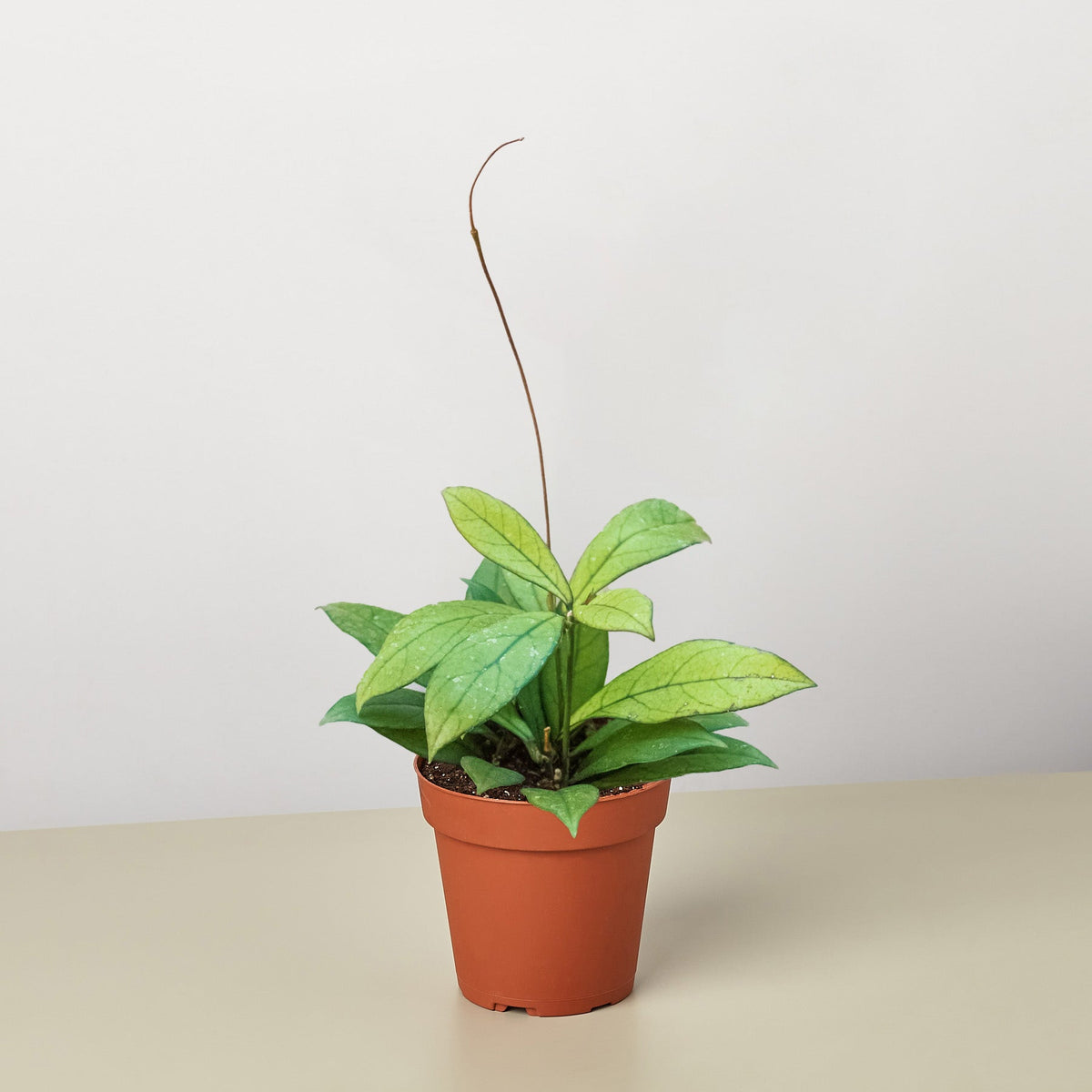Hoya Crassipetiolata indoor plant in terracotta pot with green-veined leaves and a stalk on Tampa Home & Garden Store
