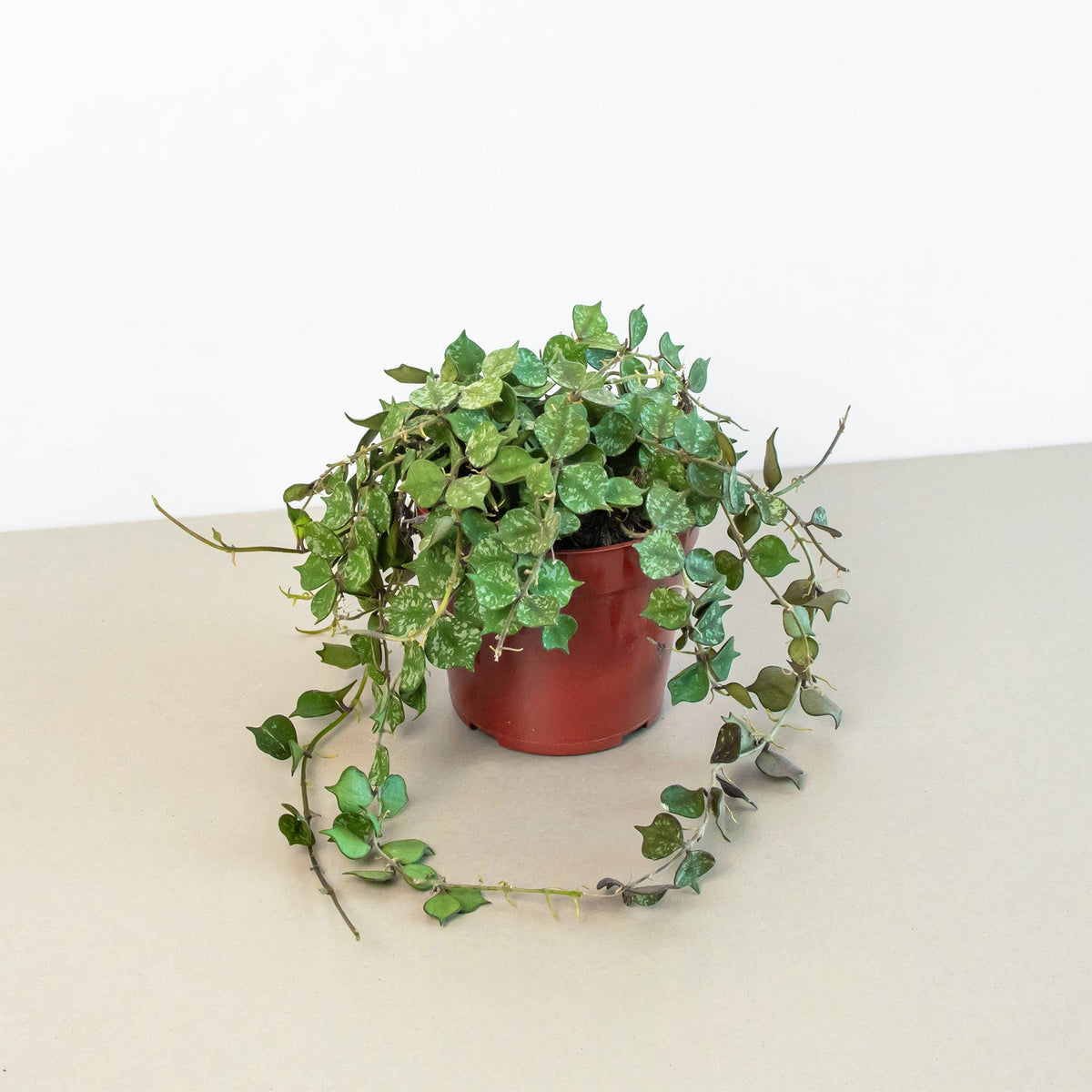 Hoya Curtisii indoor plant trailing variegated green leaves in a red pot on Tampa Home & Garden Store