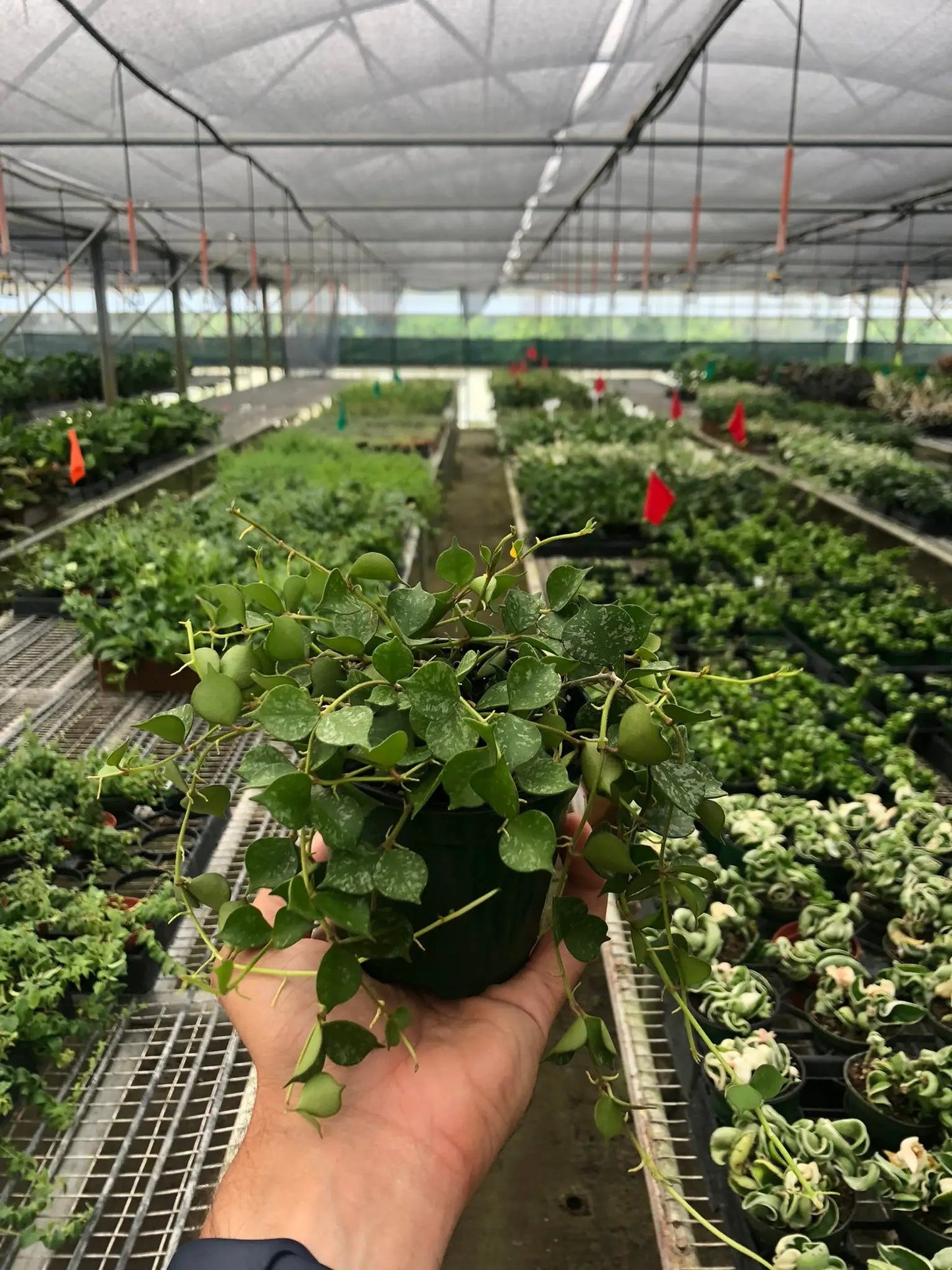 Hoya Curtisii Petite Plant with Unique Foliage