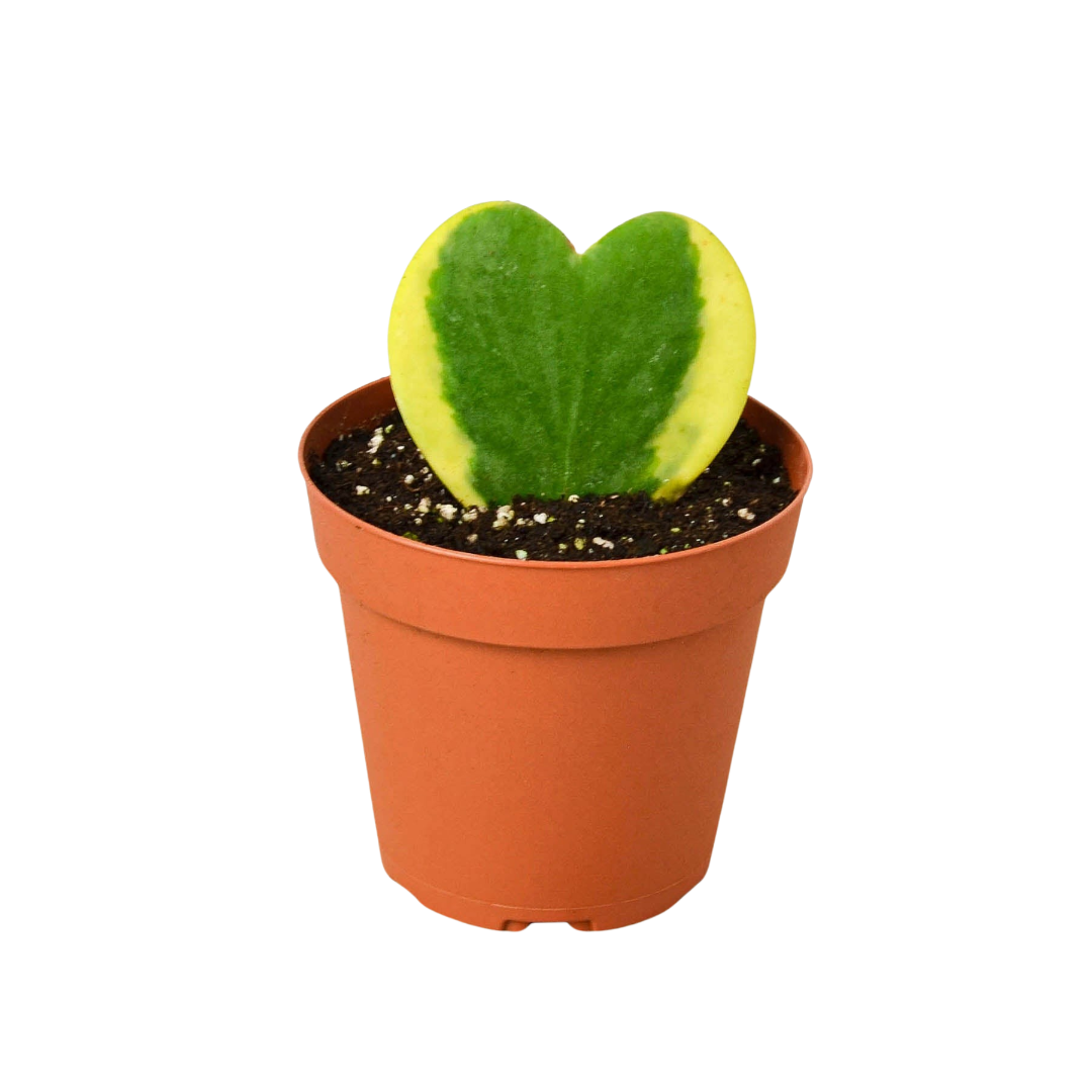Hoya Sweetheart Variegated Indoor Houseplant