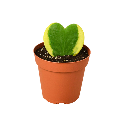 Hoya Sweetheart Variegated Indoor Houseplant