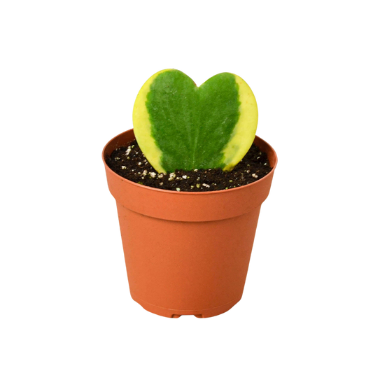 Hoya Sweetheart Variegated indoor plant in a terracotta pot with heart-shaped green-yellow leaves on Tampa Home & Garden Store