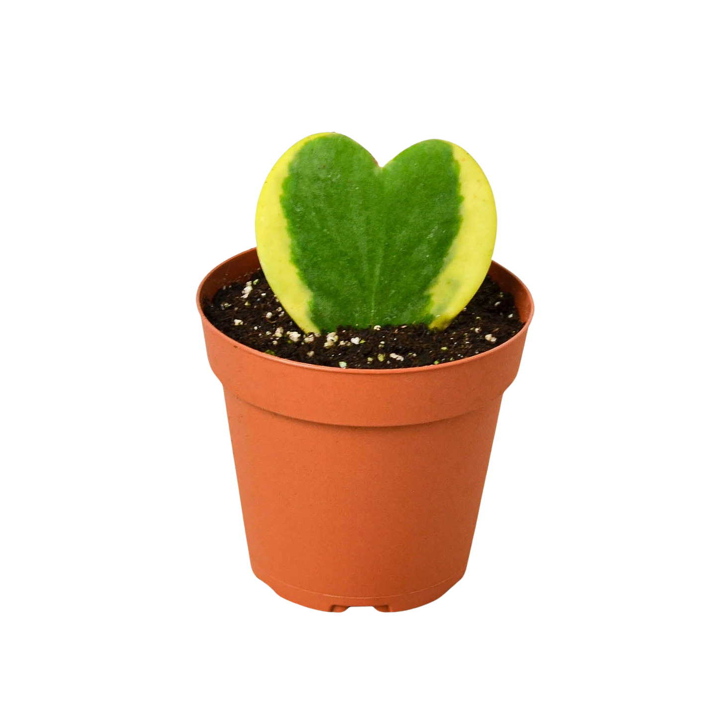 Hoya Sweetheart Variegated Indoor Houseplant