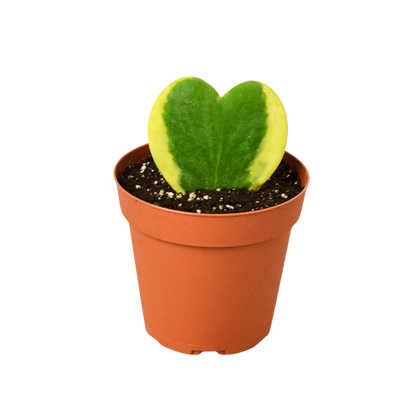 Hoya Sweetheart Variegated Indoor Houseplant