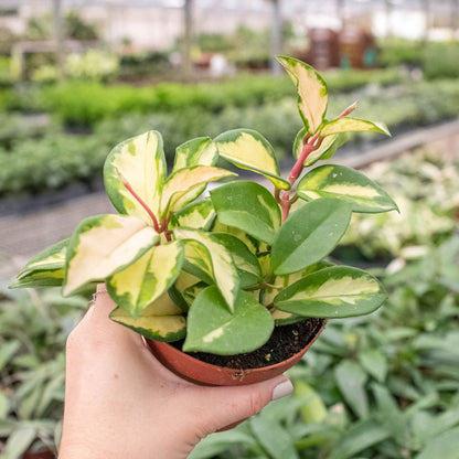 Hoya Carnosa Krimson Princess indoor plant with cream-green variegated leaves on Tampa Home & Garden Store