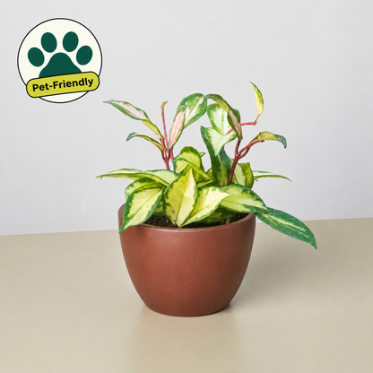 House Plant Shop Hoya Carnosa Krimson Princess indoor plant with variegated cream-green leaves on Tampa Home & Garden Store