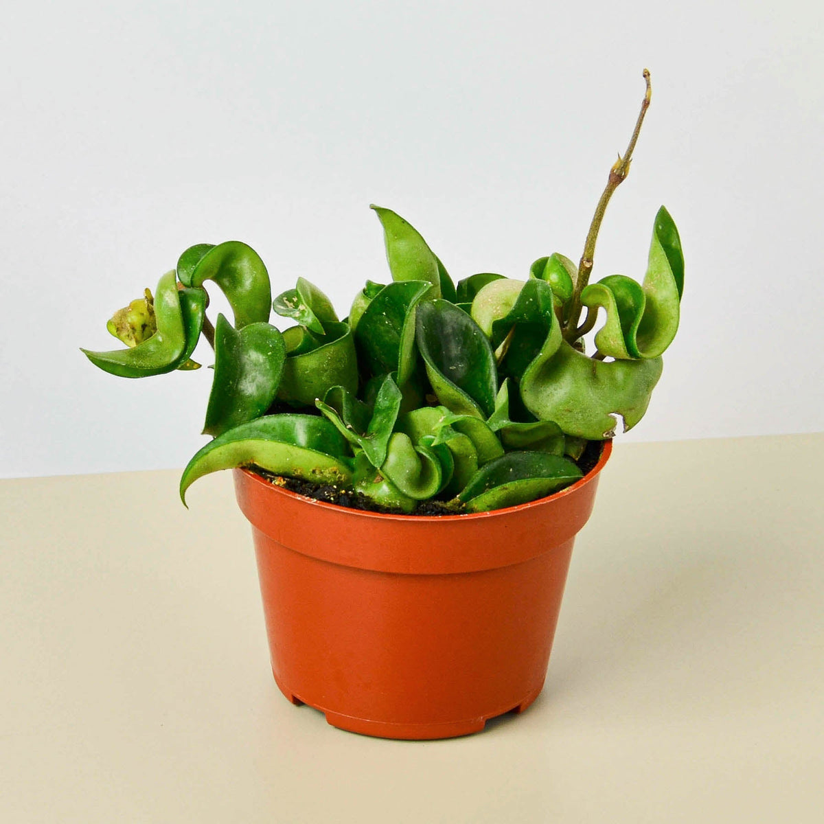 Hoya rope plant in 4-inch pot with curly green leaves House Plant Shop on Tampa Home & Garden Store