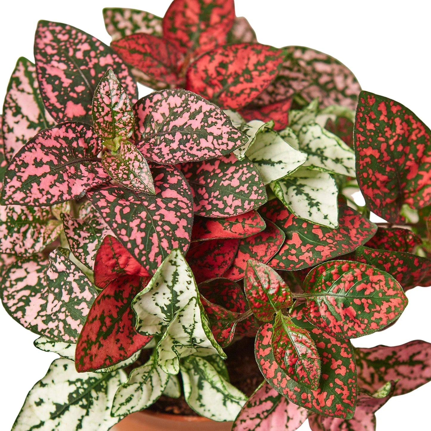 Hypoestes Polka Dot 4in plant by Rooted Treasures Farms with pink speckled green leaves on Tampa Home & Garden Store