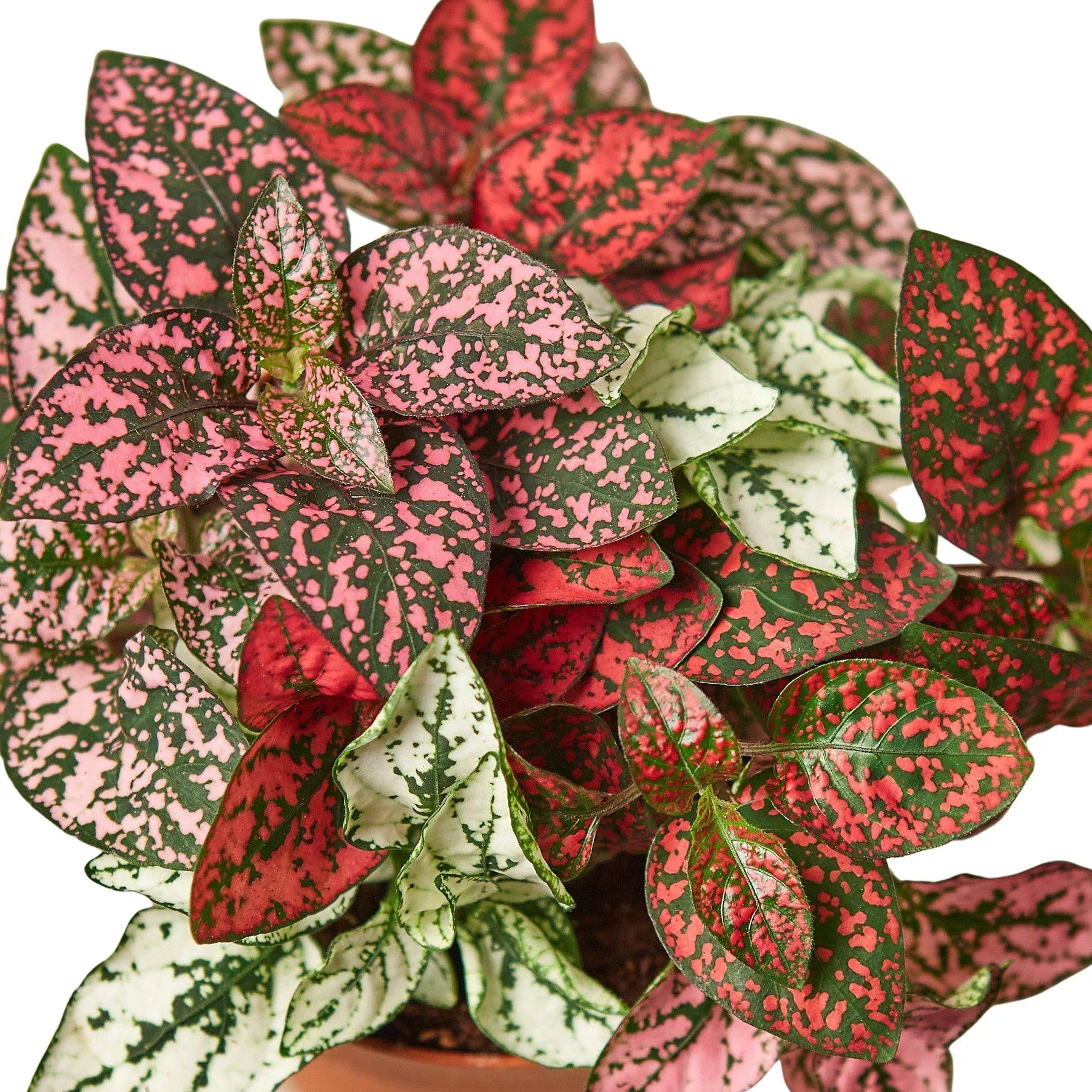 Hypoestes Polka Dot 4in plant by Rooted Treasures Farms with pink speckled green leaves on Tampa Home & Garden Store
