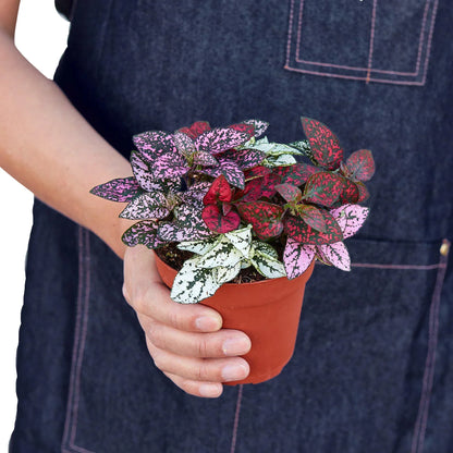 Hypoestes Polka Dot 4 in plant with pink speckled leaves in terracotta pot on Tampa Home & Garden Store