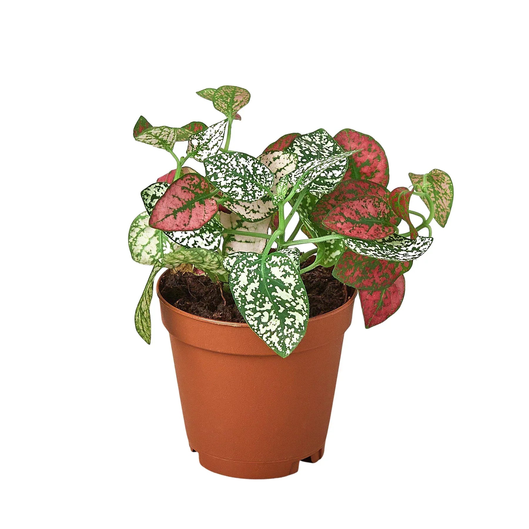 Hypoestes Polka Dot 4-inch plant with white-pink speckled leaves in pot on Tampa Home & Garden Store