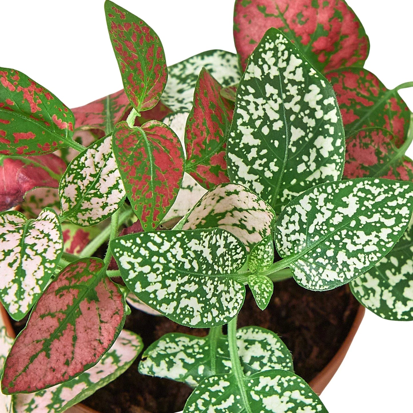 Hypoestes Polka Dot 4in plant Rooted Treasures Farms with pink and green speckled leaves on Tampa Home & Garden Store