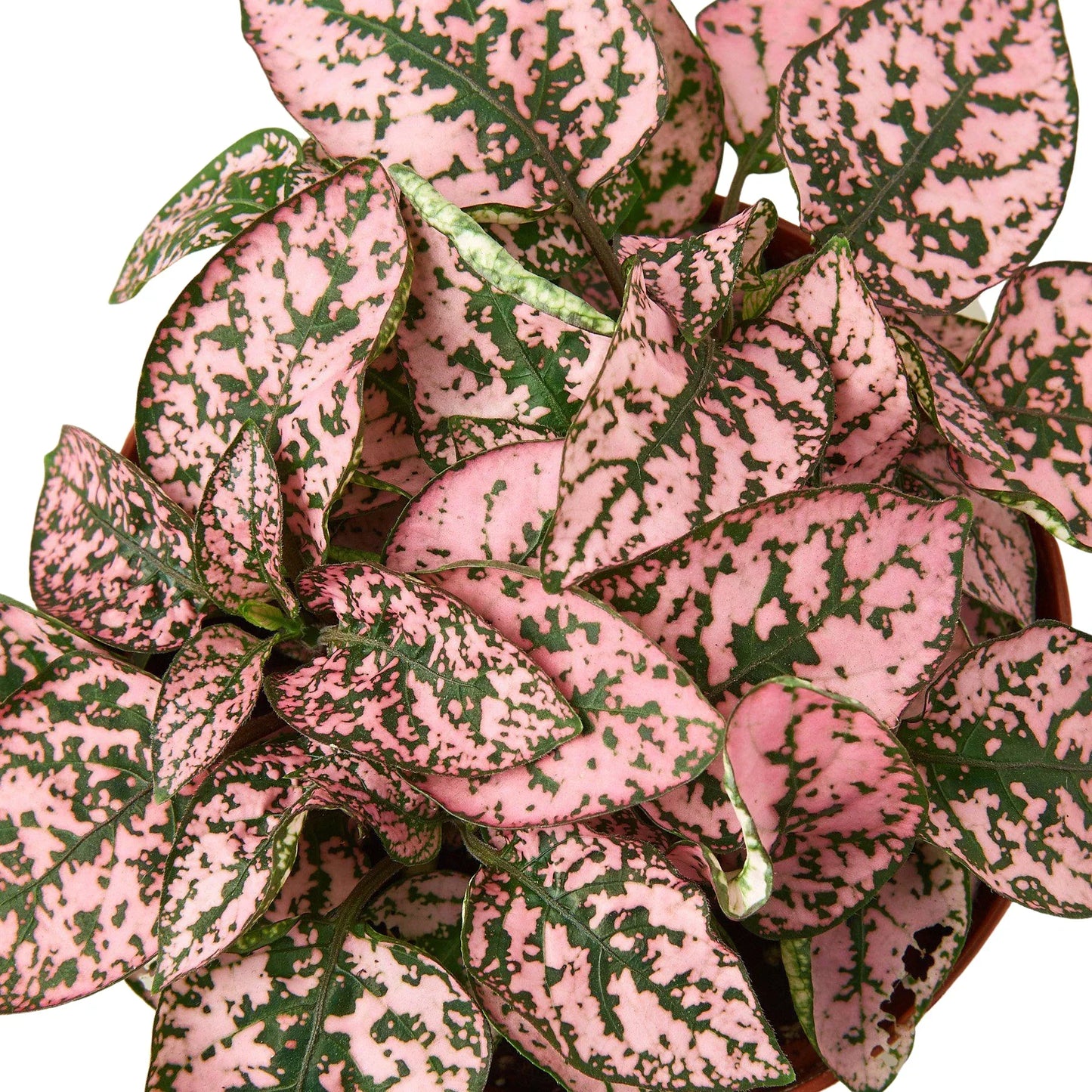 Hypoestes Polka Dot 4-inch plant pink foliage with green speckles Rooted Treasures Farms on Tampa Home & Garden Store