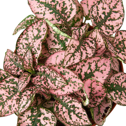 Hypoestes Polka Dot 4-inch plant pink foliage with green speckles Rooted Treasures Farms on Tampa Home & Garden Store