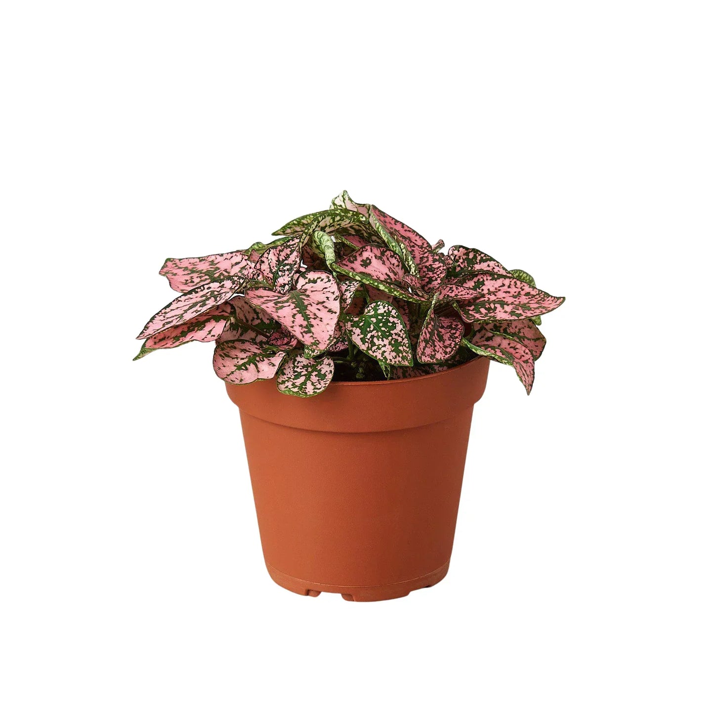 Hypoestes Polka Dot 4in plant in terracotta pot with pink speckled leaves and green markings on Tampa Home & Garden Store