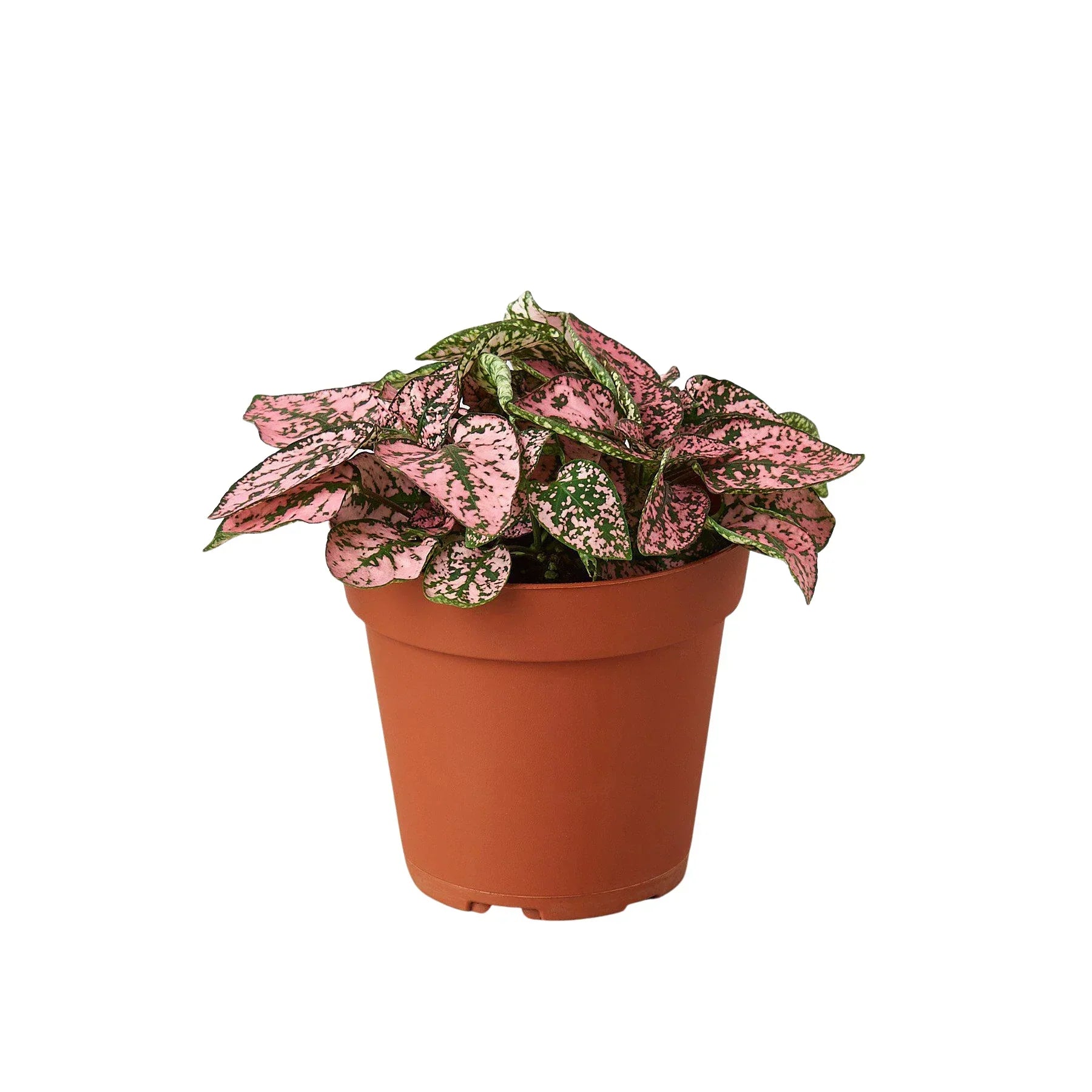 Hypoestes Polka Dot 4in plant in terracotta pot with pink speckled leaves and green markings on Tampa Home & Garden Store