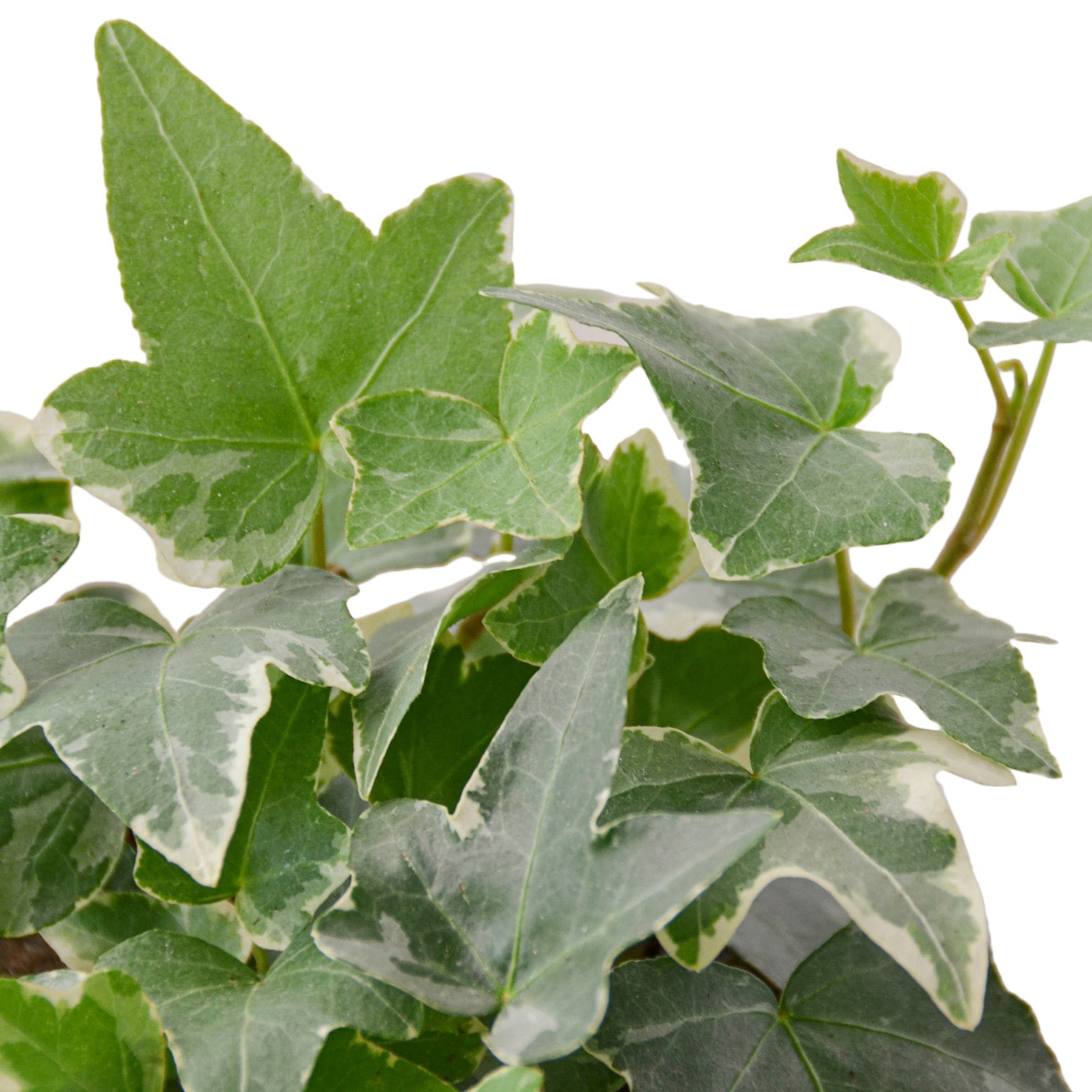 English Ivy Glacier indoor plant with variegated green leaves and white margins on Tampa Home & Garden Store