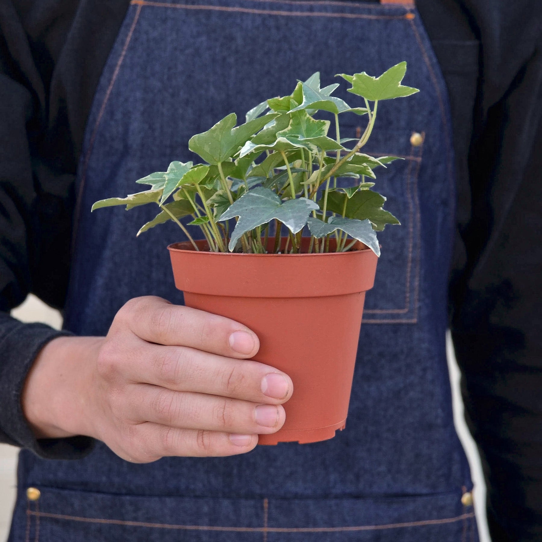 English Ivy Glacier indoor plant in a terracotta pot with green variegated leaves on Tampa Home & Garden Store