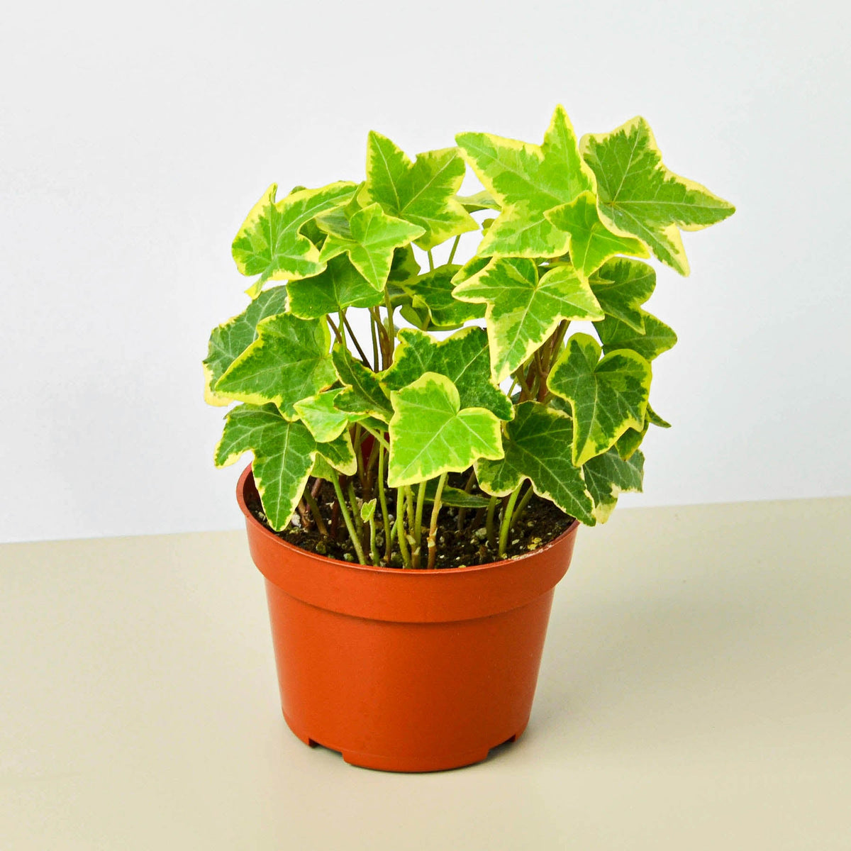 English Ivy Gold Child indoor plant with variegated green-yellow leaves in a terracotta pot on Tampa Home & Garden Store