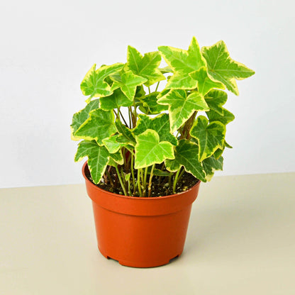 English Ivy Gold Child indoor plant with variegated green-yellow leaves in a terracotta pot on Tampa Home & Garden Store