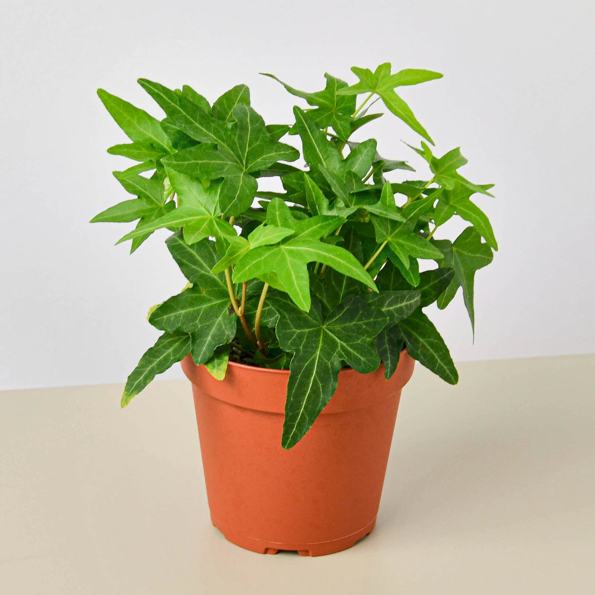English Ivy Green California indoor plant in terracotta pot by House Plant Shop on Tampa Home & Garden Store