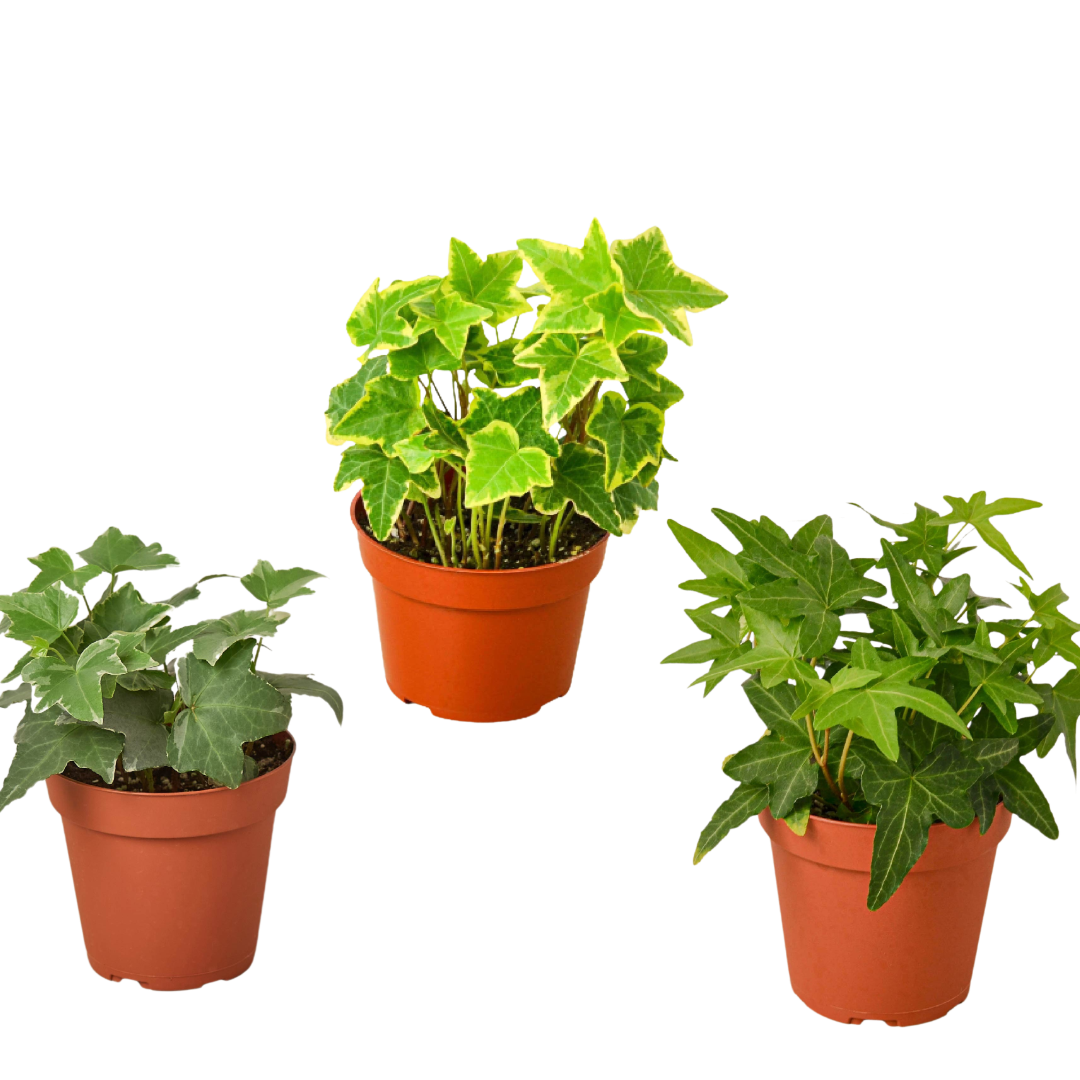 Three English Ivy Plants in 4 Inch Pot Live Plant