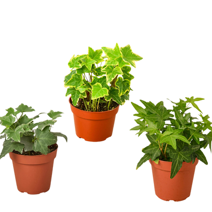 Three English Ivy Plants in 4 Inch Pot Live Plant