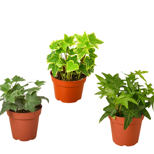 Three 4-inch English ivy plants in terracotta pots; variegated center leaves, green sides on Tampa Home & Garden Store