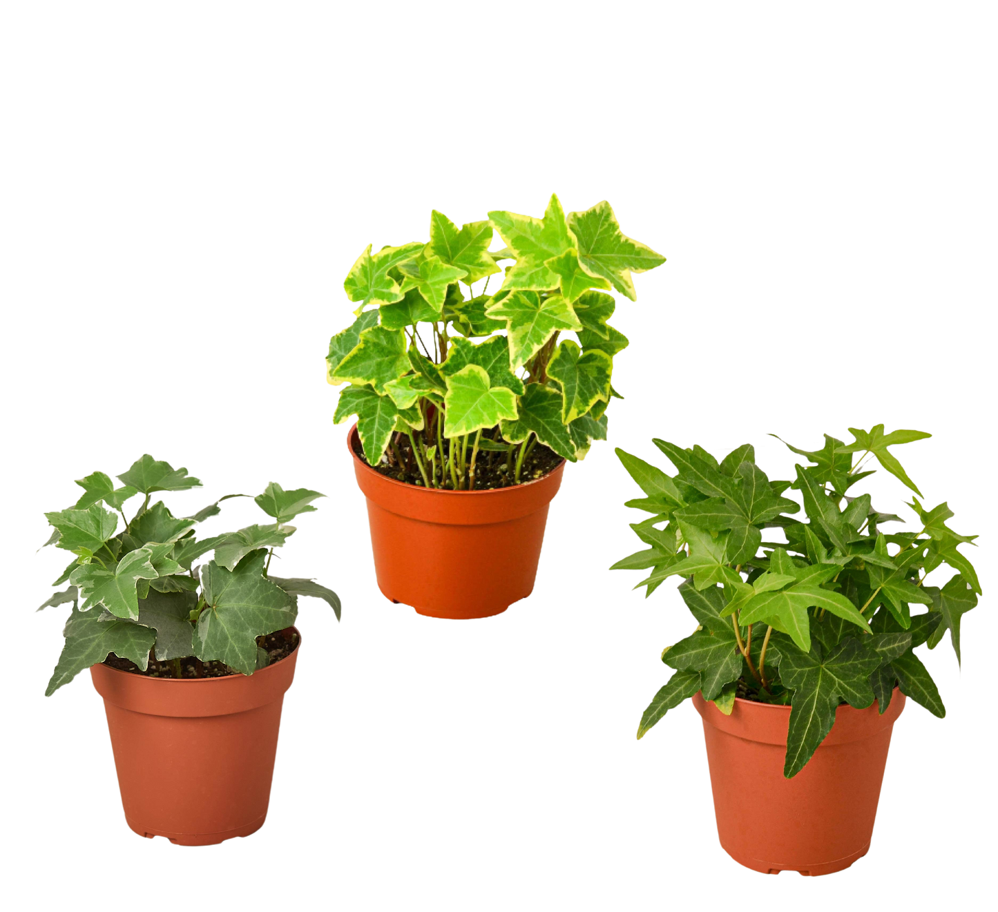 Three English Ivy Plants in 4 Inch Pot Live Plant