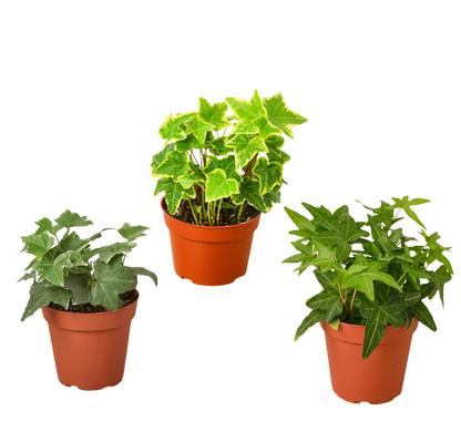 Three English Ivy Plants in 4 Inch Pot Live Plant