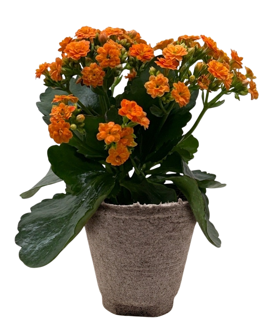 Kalanchoe Blossfeldiana 4in orange blooms in pot Rooted Treasures Farms potted plant on Tampa Home & Garden Store