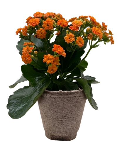 Kalanchoe Blossfeldiana 4in orange blooms in pot Rooted Treasures Farms potted plant on Tampa Home & Garden Store