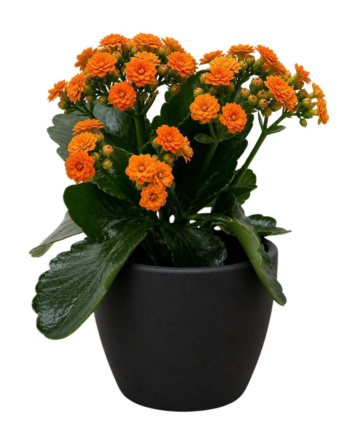 Kalanchoe Blossfeldiana 4 inch plant with orange blooms and glossy green leaves in a black pot on Tampa Home & Garden Store