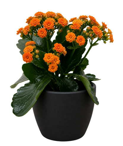 Kalanchoe Blossfeldiana 4 inch plant with orange blooms and glossy green leaves in a black pot on Tampa Home & Garden Store