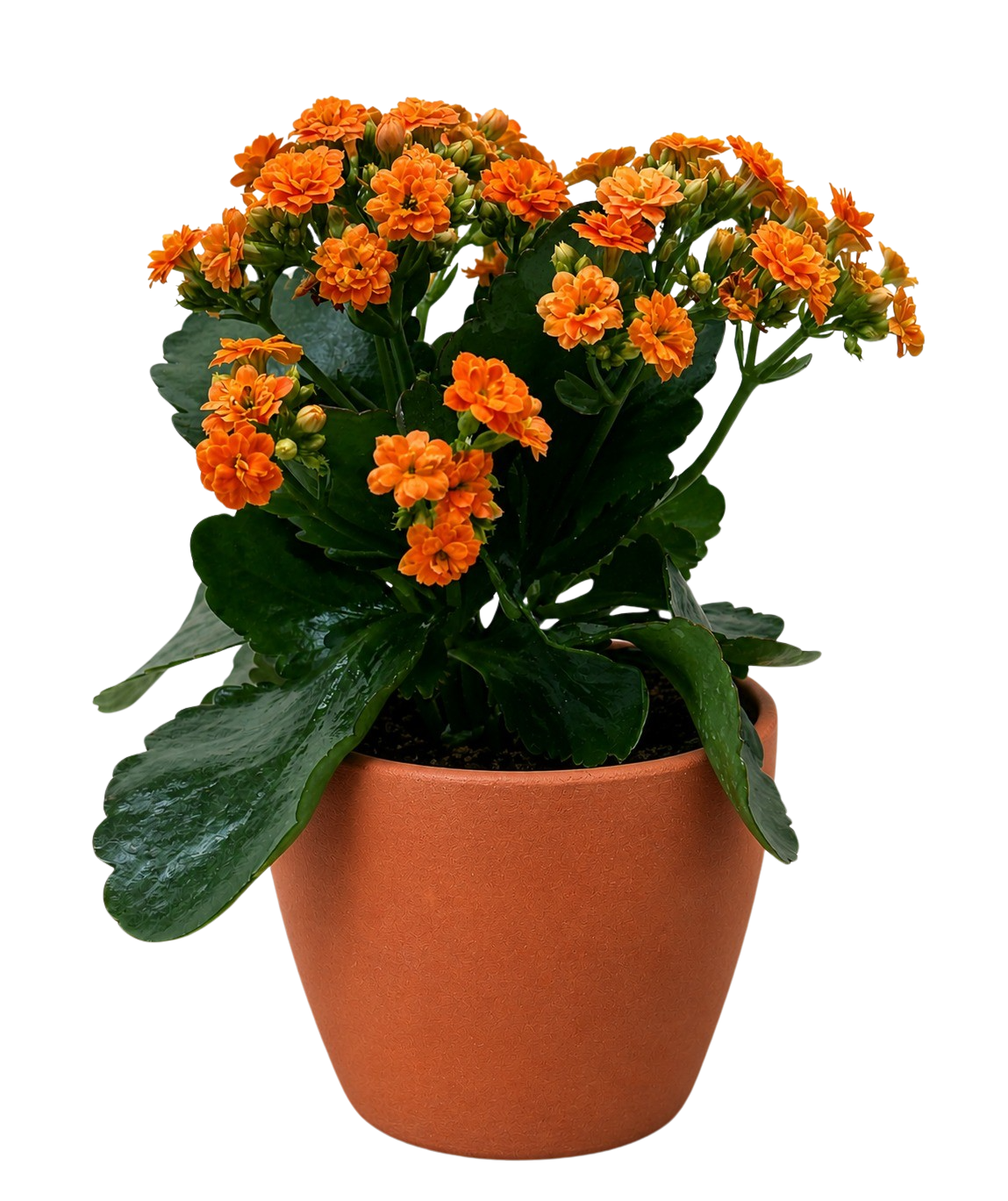 Kalanchoe Blossfeldiana 4 in potted plant with orange blossoms and green leaves in terracotta pot on Tampa Home & Garden Store