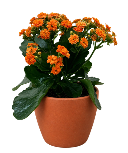Kalanchoe Blossfeldiana 4 in potted plant with orange blossoms and green leaves in terracotta pot on Tampa Home & Garden Store