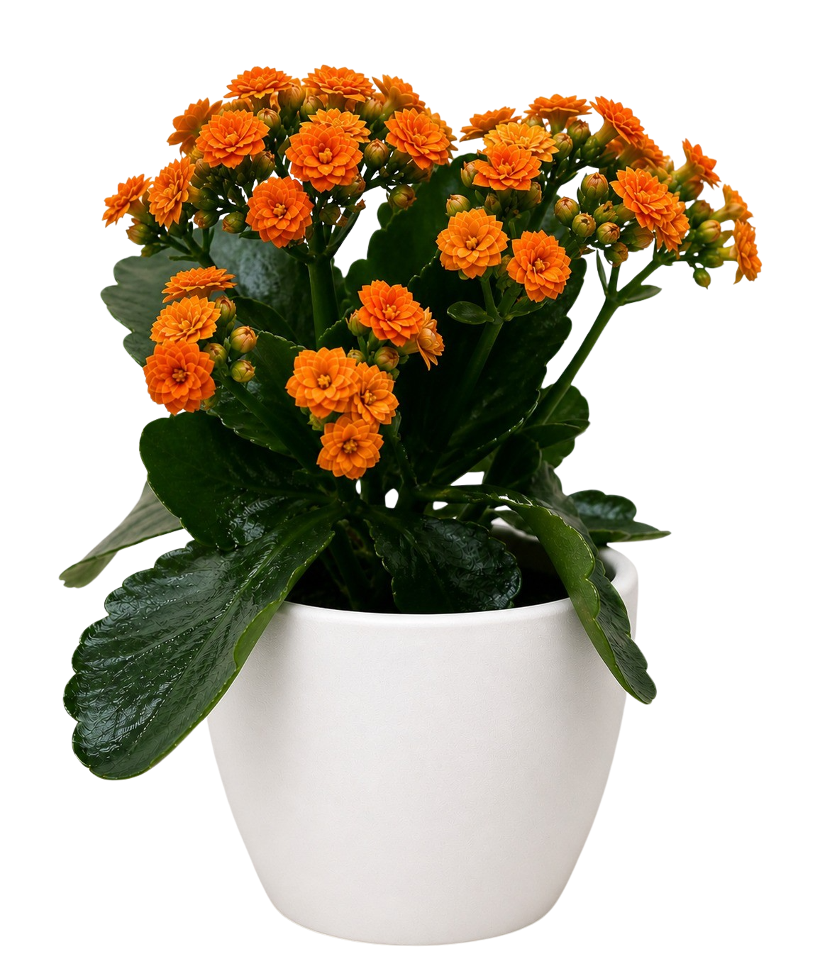 Kalanchoe Blossfeldiana 4in plant with orange blossoms in white pot on Tampa Home & Garden Store