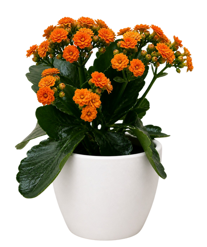 Kalanchoe Blossfeldiana 4in plant with orange blossoms in white pot on Tampa Home & Garden Store