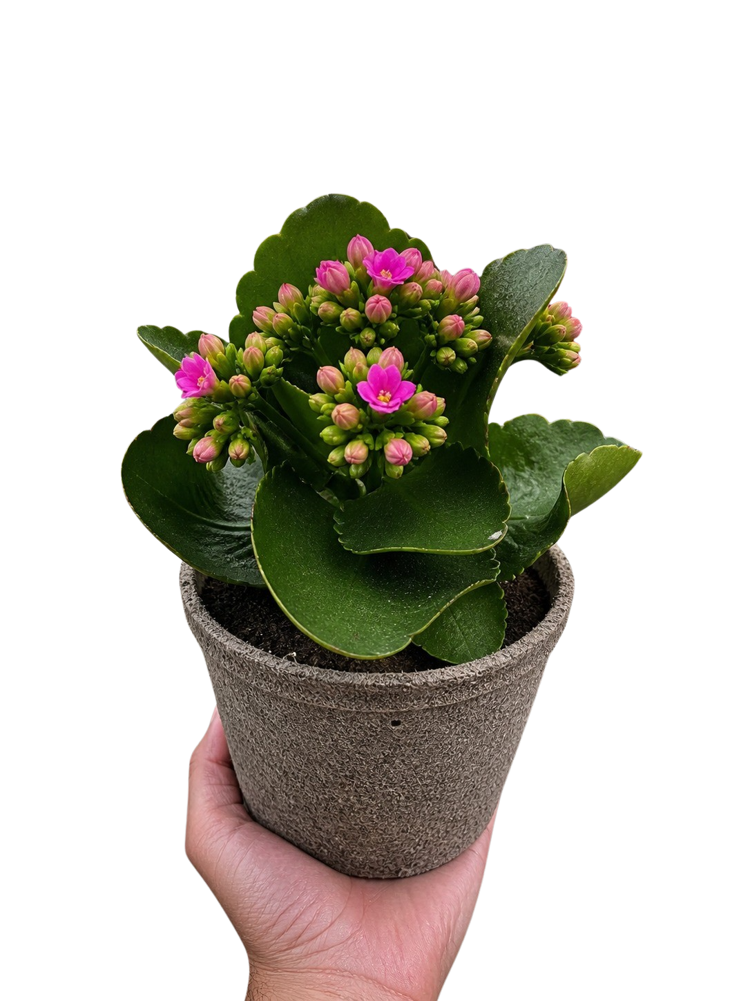 Kalanchoe Blossfeldiana 4in pot plant with glossy green scalloped leaves and pink buds on Tampa Home & Garden Store