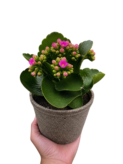 Kalanchoe Blossfeldiana 4in pot plant with glossy green scalloped leaves and pink buds on Tampa Home & Garden Store