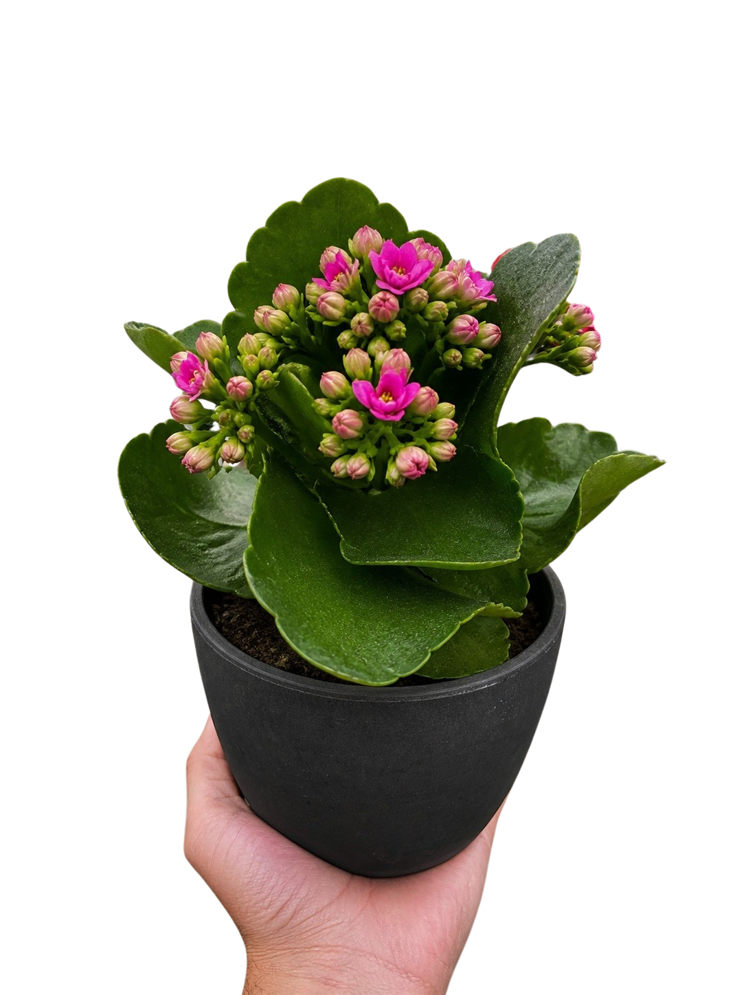 Kalanchoe blossfeldiana 4in plant with pink blooms and glossy scalloped leaves in a black pot on Tampa Home & Garden Store