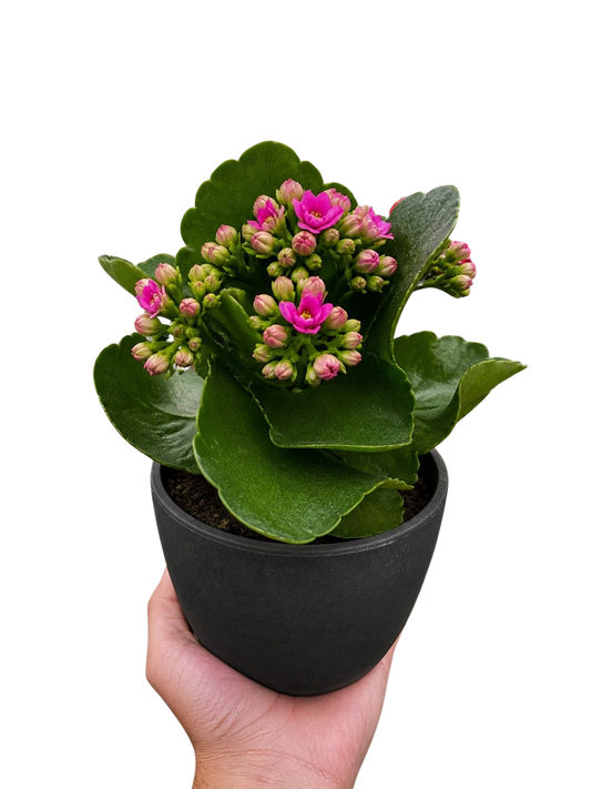 Kalanchoe blossfeldiana 4in plant with pink blooms and glossy scalloped leaves in a black pot on Tampa Home & Garden Store