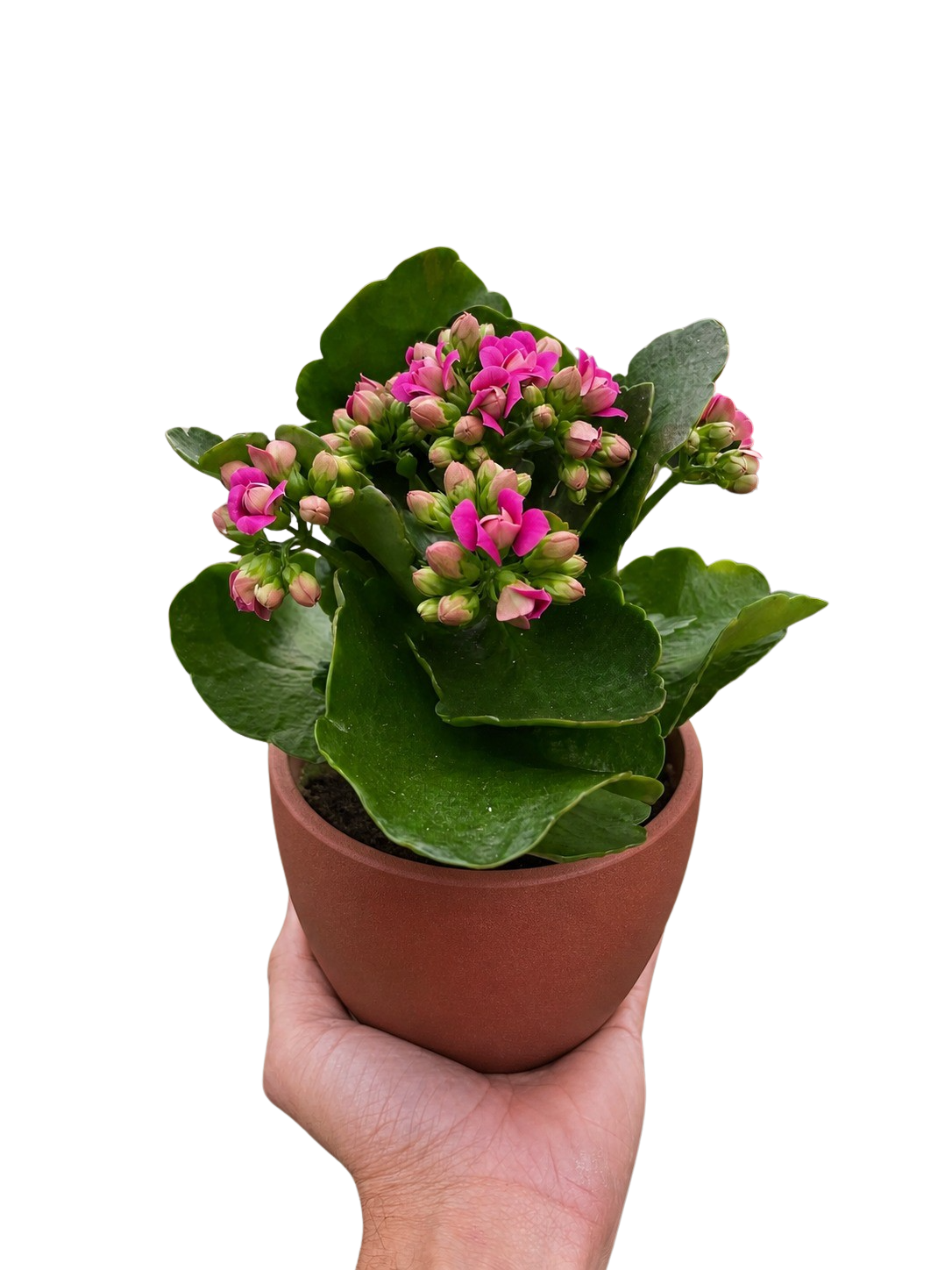 Kalanchoe Blossfeldiana 4-inch plant in a terracotta pot with pink blossoms and glossy leaves on Tampa Home & Garden Store
