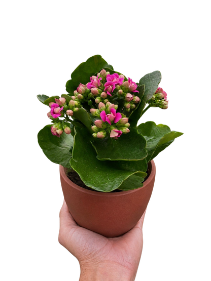 Kalanchoe Blossfeldiana 4-inch plant in a terracotta pot with pink blossoms and glossy leaves on Tampa Home & Garden Store