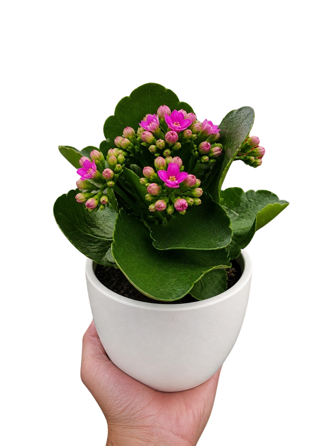 Kalanchoe Blossfeldiana 4-inch plant pink blooms in a white pot Rooted Treasures Farms on Tampa Home & Garden Store